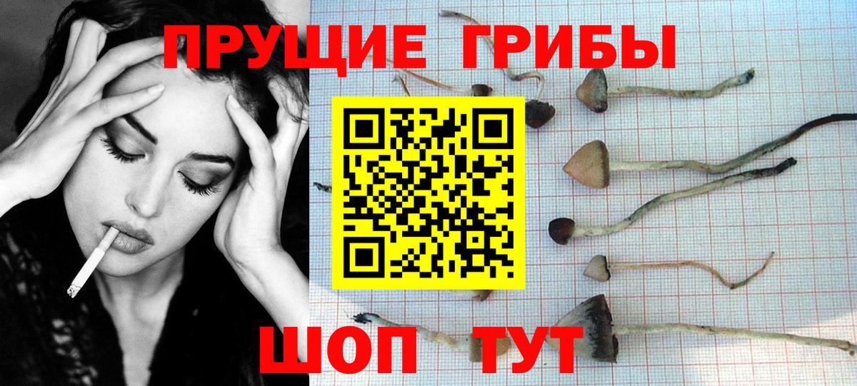 Чебаркуль  Галлюциногенные грибы прущие грибы  Вход с VPN  Галлюциногенные грибы Psilocybe 